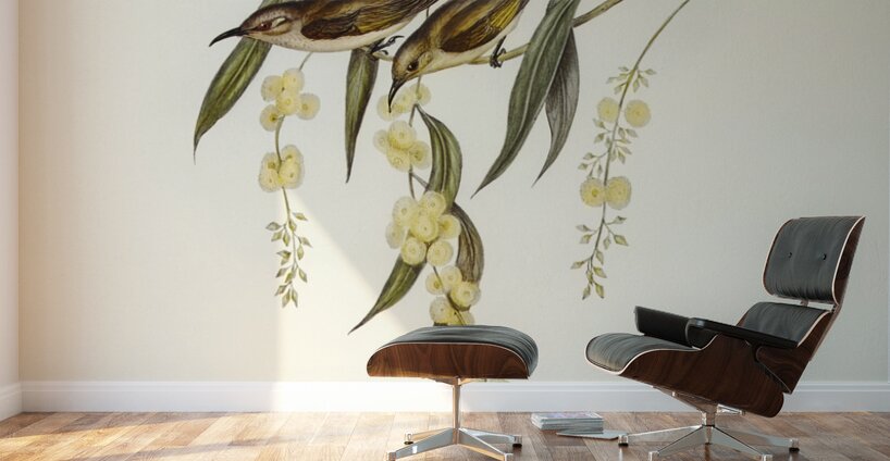 Brown Honey-eater Glyciphila ocularis illustrated by Elizabeth Gould 1804–1841 for John Gould’s 1804-1881 Birds of Australia  Wall Murals