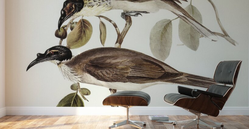 Friar Bird Tropidorhynchus corniculatus illustrated by Elizabeth Gould 1804–1841 for John Gould’s 1804-1881 Birds of Australia  Wall Murals