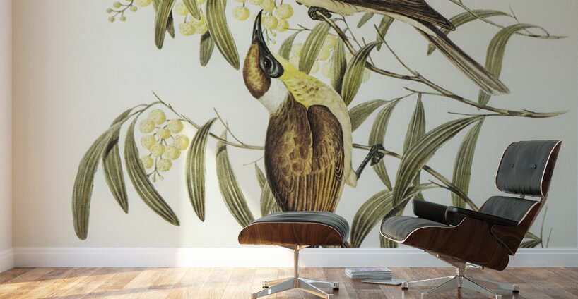 Yellow-throated Friar Bird Tropidorhynchus citreogularis illustrated by Elizabeth Gould 1804–1841 for John Gould’s 1804-1881 Birds of Australia  Wall Murals