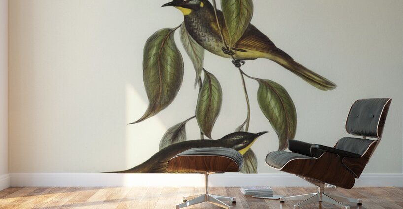 Yellow-throated Honey-eater Ptilotis flavigula illustrated by Elizabeth Gould 1804–1841 for John Gould’s 1804-1881 Birds of Australia  Wall Murals