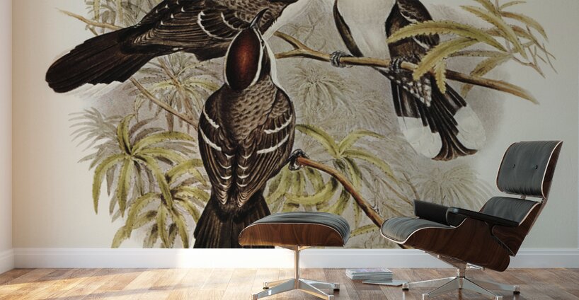 Chestnut-crowned Pomatorhinus Pomatorhinus ruficeps illustrated by Elizabeth Gould 1804–1841 for John Gould’s 1804-1881 Birds of Australia  Wall Murals