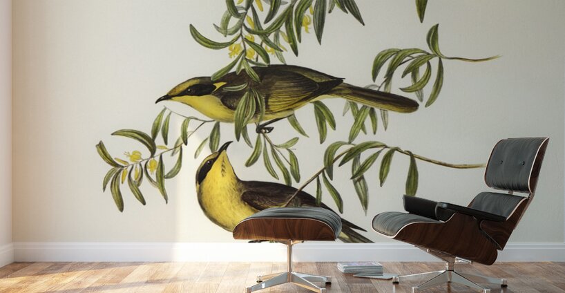 Yellow-tufted Honey-eater Ptilotis auricomis illustrated by Elizabeth Gould 1804–1841 for John Gould’s 1804-1881 Birds of Australia  Wall Murals