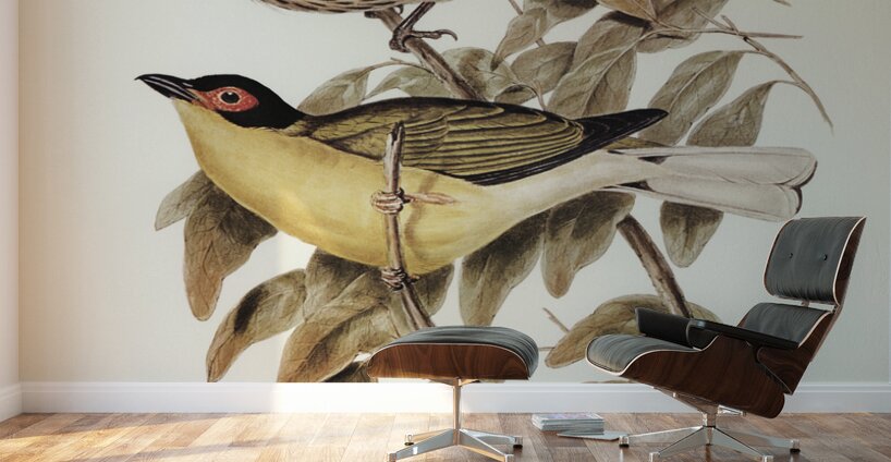 Yellow-bellied Sphecotheres Sphecotheres flaviventris illustrated by Elizabeth Gould 1804–1841 for John Gould’s 1804-1881 Birds of Australia  Wall Murals