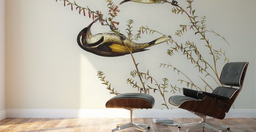 Tasmanian Honey-eater Meliphaga Australasiana illustrated by Elizabeth Gould 1804–1841 for John Gould’s 1804-1881 Birds of Australia  Wall Murals