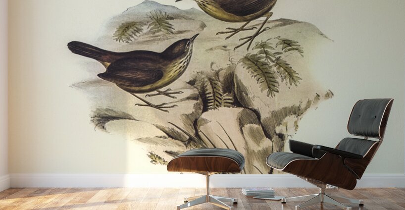 Sombre-coloured Sericornis Sericornis humilis illustrated by Elizabeth Gould 1804–1841 for John Gould’s 1804-1881 Birds of Australia  Wall Murals