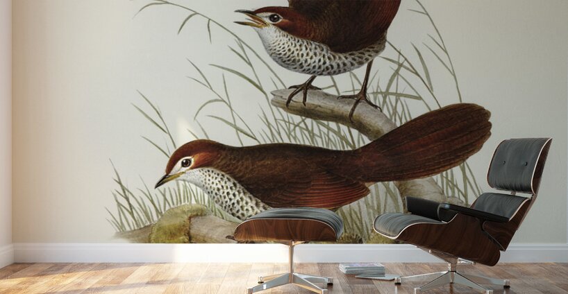 Rufous-headed Bristle-Bird Sphenura Broadbenti illustrated by Elizabeth Gould 1804–1841 for John Gould’s 1804-1881 Birds of Australia  Wall Murals