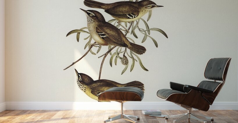 Allied Sericornis Ericornis osculans illustrated by Elizabeth Gould 1804–1841 for John Gould’s 1804-1881 Birds of Australia  Wall Murals