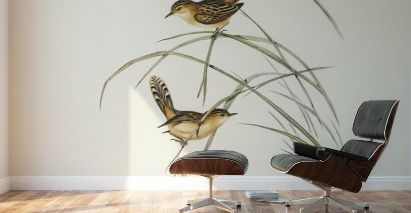 Exile Warbler Cysticola exilis illustrated by Elizabeth Gould 1804–1841 for John Gould’s 1804-1881 Birds of Australia  Wall Murals