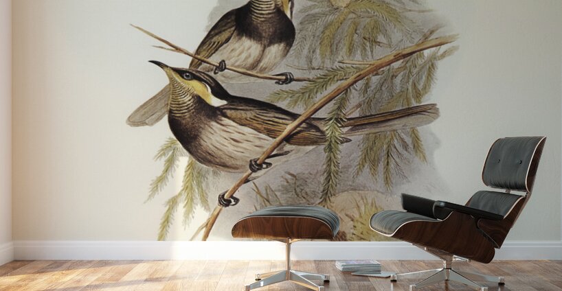 Fasciated Honey-eater Ptilotis fasciogularis illustrated by Elizabeth Gould 1804–1841 for John Gould’s 1804-1881 Birds of Australia  Wall Murals