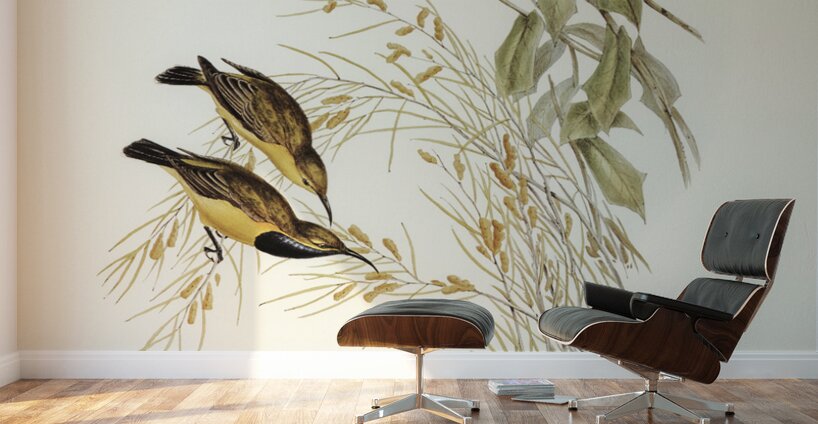 Australian Sun-bird Nectarinia australis illustrated by Elizabeth Gould 1804–1841 for John Gould’s 1804-1881 Birds of Australia  Wall Murals