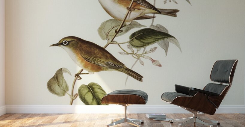 White-breasted Zosterops Zosterops albogularis illustrated by Elizabeth Gould 1804–1841 for John Gould’s 1804-1881 Birds of Australia  Wall Murals