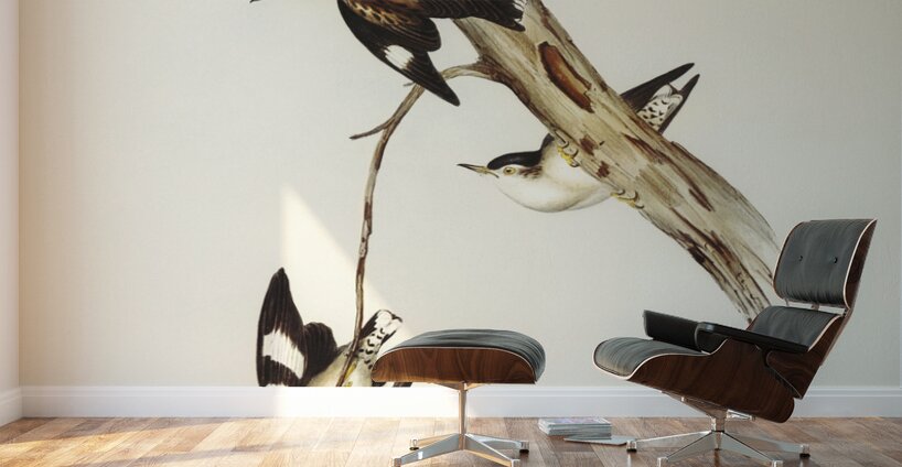 White-breasted Zosterops Zosterops albogularis illustrated by Elizabeth Gould 1804–1841 for John Gould’s 1804-1881 Birds of Australia  Wall Murals