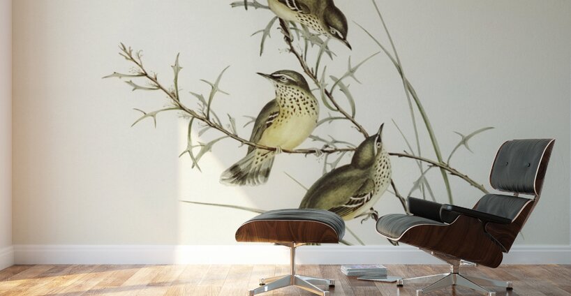 Spotted Sericornis Sericornis maculatus illustrated by Elizabeth Gould 1804–1841 for John Gould’s 1804-1881 Birds of Australia  Wall Murals