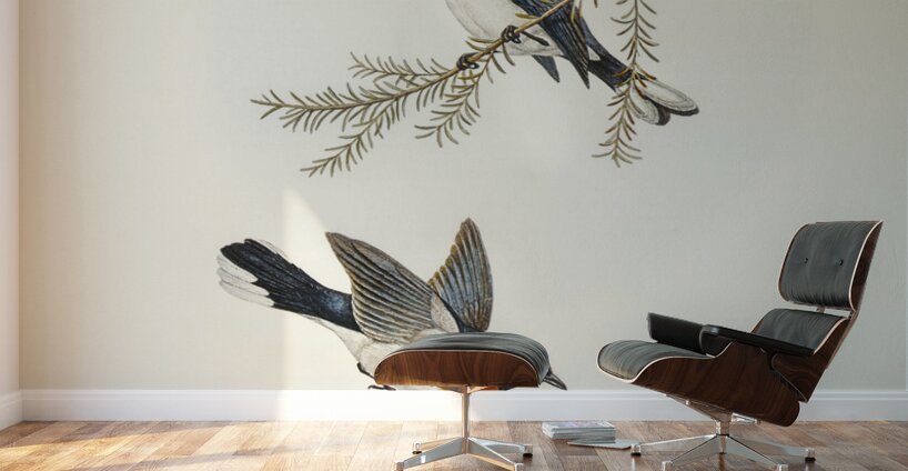 White-bellied Flycatcher Monarcha albiventris illustrated by Elizabeth Gould 1804–1841 for John Gould’s 1804-1881 Birds of Australia  Wall Murals