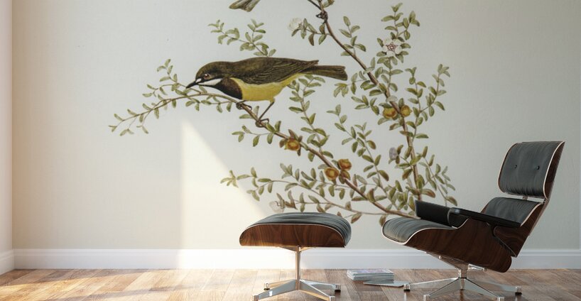 Masked Gerygone Gerygone personata illustrated by Elizabeth Gould 1804–1841 for John Gould’s 1804-1881 Birds of Australia  Wall Murals