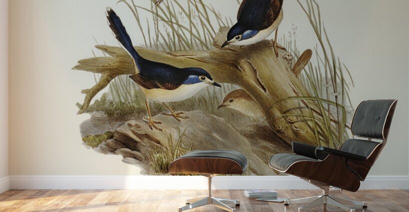 Fawn-breasted Superb Warbler Malurus hypoleucus illustrated by Elizabeth Gould 1804–1841 for John Gould’s 1804-1881 Birds of Australia  Wall Murals