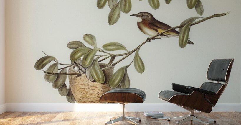 White-throated Honey-eater Entomophila albogularis illustrated by Elizabeth Gould 1804–1841 for John Gould’s 1804-1881 Birds of Australia  Wall Murals