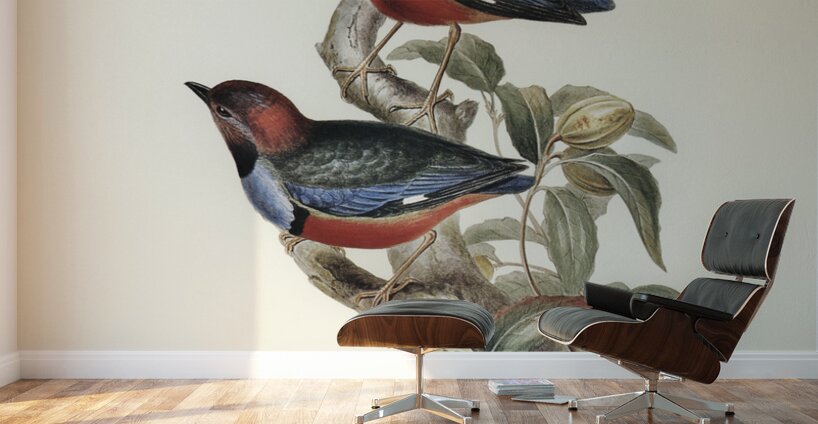 Macklot&39s Pitta Pitta Mackloti illustrated by Elizabeth Gould 1804–1841 for John Gould’s 1804-1881 Birds of Australia  Wall Murals