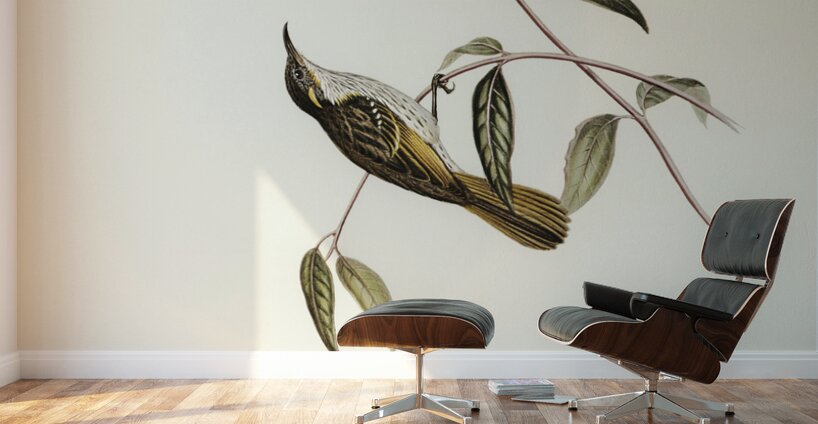 Cockerells Honey-eater Ptilotis Cockerelli illustrated by Elizabeth Gould 1804–1841 for John Gould’s 1804-1881 Birds of Australia  Wall Murals