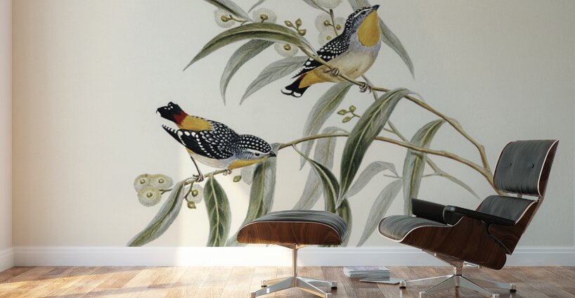 Cockerells Honey-eater Ptilotis Cockerelli illustrated by Elizabeth Gould 1804–1841 for John Gould’s 1804-1881 Birds of Australia  Wall Murals