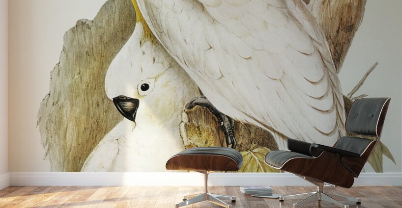 Crested Cockatoo Cacatua galerita illustrated by Elizabeth Gould 1804–1841 for John Gould’s 1804-1881 Birds of Australia  Wall Murals