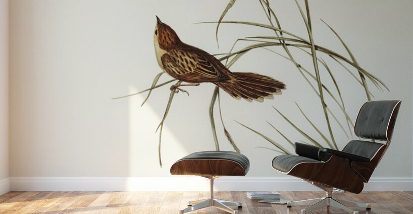 Large-billed Sericornis Sericornis magnirostris illustrated by Elizabeth Gould 1804–1841 for John Gould’s 1804-1881 Birds of Australia  Wall Murals