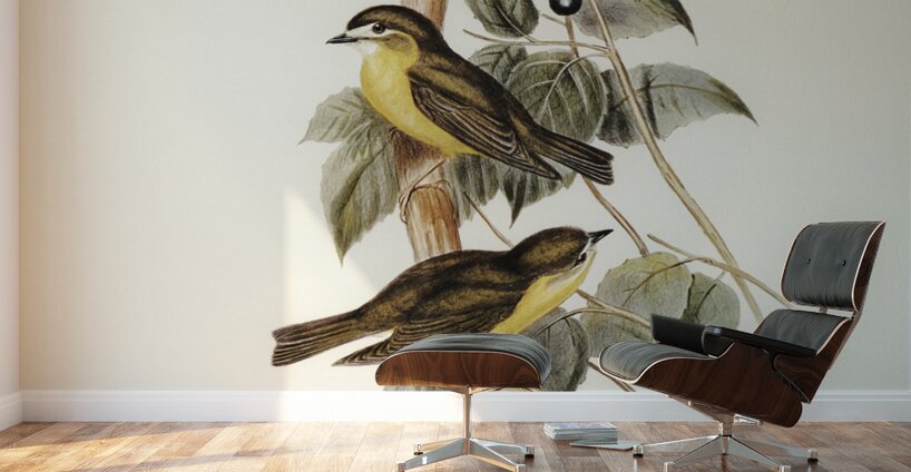 Large-headed Robin Eopsaltria capito illustrated by Elizabeth Gould 1804–1841 for John Gould’s 1804-1881 Birds of Australia  Wall Murals