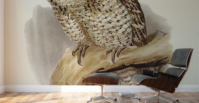 Papuan Podargus Podargus Papuensis illustrated by Elizabeth Gould 1804–1841 for John Gould’s 1804-1881 Birds of Australia  Wall Murals