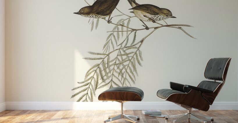 Red-rumped Acanthiza Acanthiza pyrrhopygia illustrated by Elizabeth Gould 1804–1841 for John Gould’s 1804-1881 Birds of Australia  Wall Murals