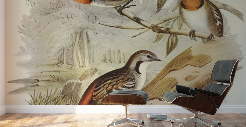 Spine-tailed Orthonyx Orthonyx spinicaudus illustrated by Elizabeth Gould 1804–1841 for John Gould’s 1804-1881 Birds of Australia  Wall Murals