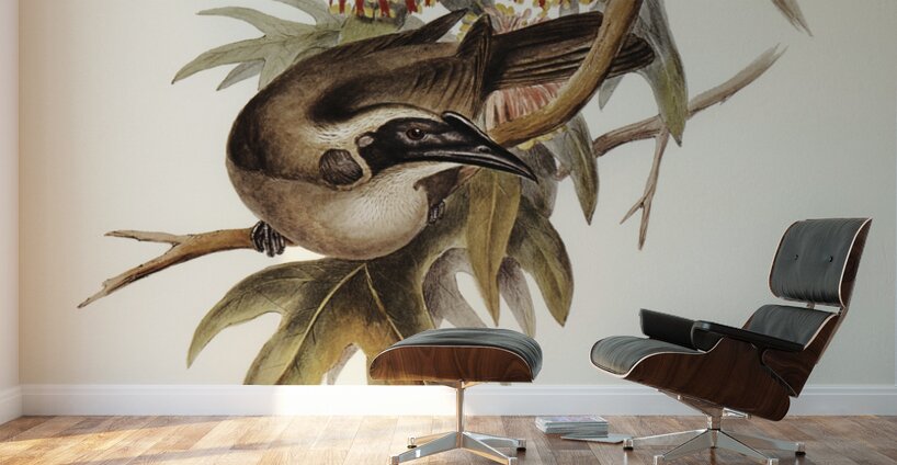 Helmeted Honey-eater Tropidorhynchus Buceroides illustrated by Elizabeth Gould 1804–1841 for John Gould’s 1804-1881 Birds of Australia  Wall Murals