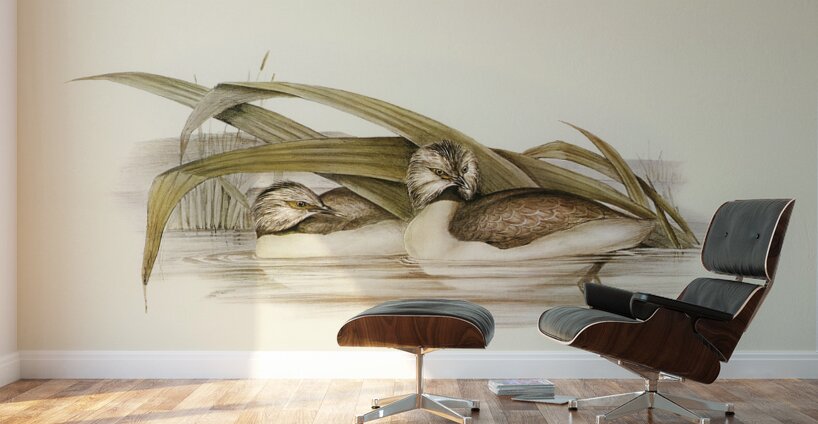 Hoary-headed Grebe Podiceps poliocephalus illustrated by Elizabeth Gould 1804–1841 for John Gould’s 1804-1881 Birds of Australia  Wall Murals