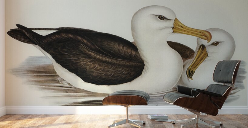 Black-eyebrowed Albatros Diomedea melanophrys illustrated by Elizabeth Gould 1804–1841 for John Gould’s 1804-1881 Birds of Australia  Wall Murals