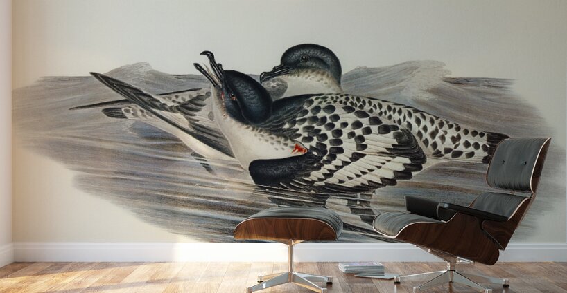 Cape Petrel Daption Capensis illustrated by Elizabeth Gould 1804–1841 for John Gould’s 1804-1881 Birds of Australia  Wall Murals