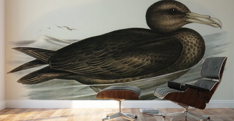 Giant Petrel Procellaria gigantea illustrated by Elizabeth Gould 1804–1841 for John Gould’s 1804-1881 Birds of Australia  Wall Murals