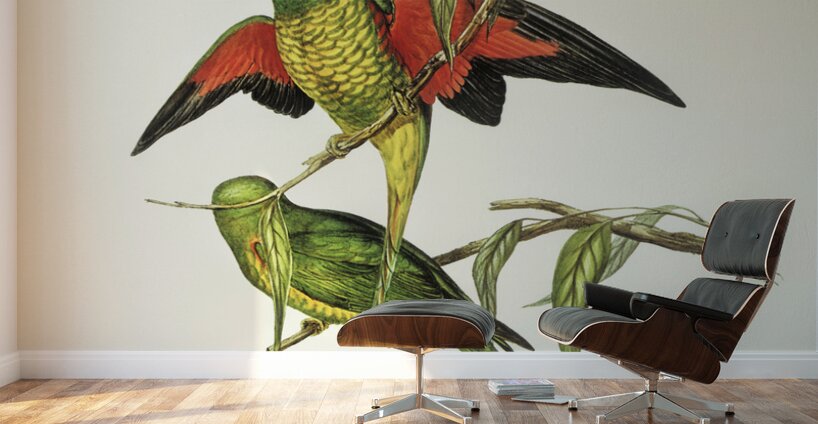 Scaly-breasted Lorikeet Trichoglossus chlorolepidotus illustrated by Elizabeth Gould 1804–1841 for John Gould’s 1804-1881 Birds of Australia  Wall Murals