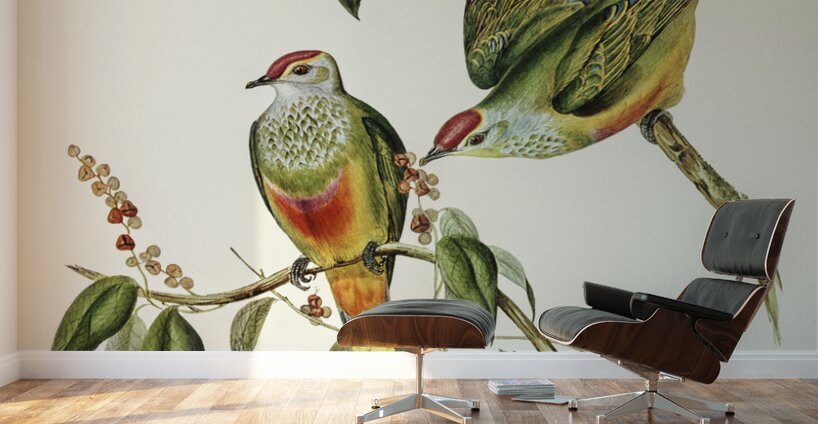 Swainsons Fruit Pigeon Ptilinopus Swainsonii illustrated by Elizabeth Gould 1804–1841 for John Gould’s 1804-1881 Birds of Australia  Wall Murals