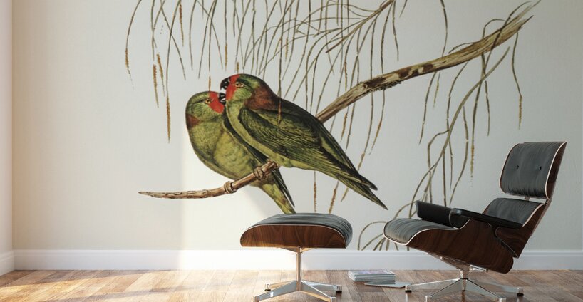 Little Lorikeet Trichoglossus pusillus illustrated by Elizabeth Gould 1804–1841 for John Gould’s 1804-1881 Birds of Australia  Wall Murals