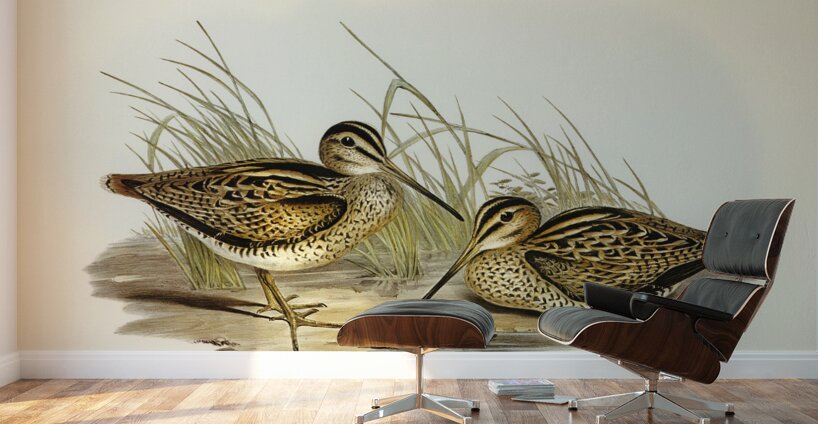 New Holland Snipe Scolopax Australis illustrated by Elizabeth Gould 1804–1841 for John Gould’s 1804-1881 Birds of Australia  Wall Murals