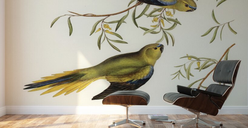 Elegant Grass-Parakeet Euphema elegans illustrated by Elizabeth Gould 1804–1841 for John Gould’s 1804-1881 Birds of Australia  Wall Murals