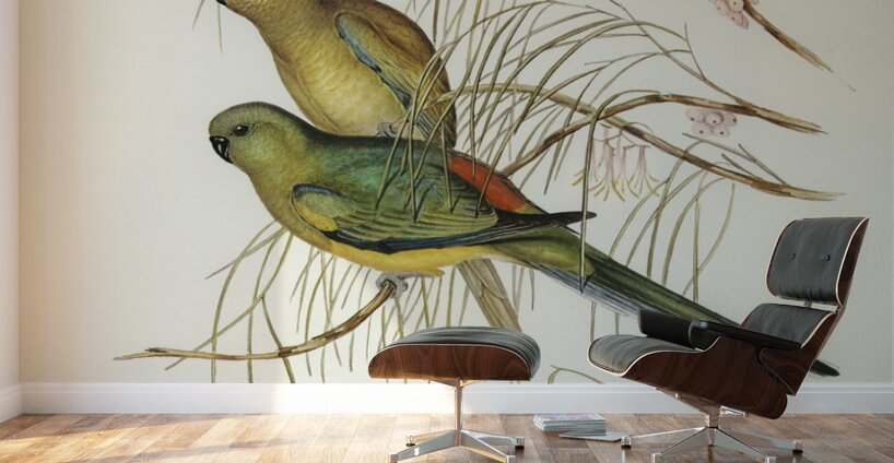 Red-backed Parakeet Psephotus haematonotus illustrated by Elizabeth Gould 1804–1841 for John Gould’s 1804-1881 Birds of Australia  Wall Murals
