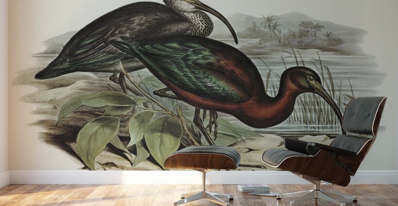 Glossy Ibis Falcinellus igneus illustrated by Elizabeth Gould 1804–1841 for John Gould’s 1804-1881 Birds of Australia  Wall Murals