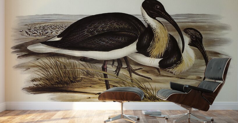 Straw-necked Ibis Geronticus spinicollis illustrated by Elizabeth Gould 1804–1841 for John Gould’s 1804-1881 Birds of Australia  Wall Murals