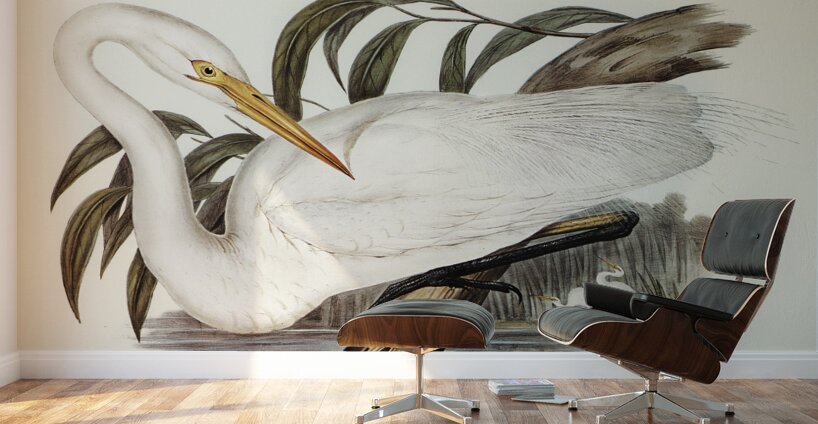 Australian Egret Hrodias syrmatophorus illustrated by Elizabeth Gould 1804–1841 for John Gould’s 1804-1881 Birds of Australia  Wall Murals