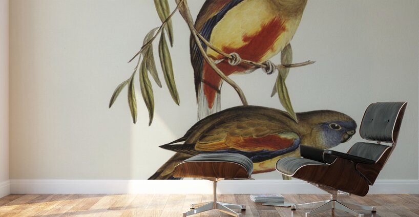 Crimson-bellied Parakeet Psephotus haematogaster illustrated by Elizabeth Gould 1804–1841 for John Gould’s 1804-1881 Birds of Australia  Wall Murals