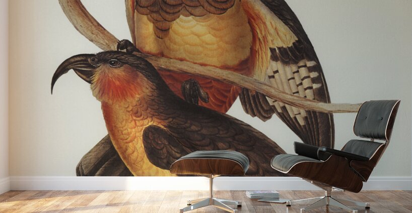 Philip Island Parrot Nestor productus illustrated by Elizabeth Gould 1804–1841 for John Gould’s 1804-1881 Birds of Australia  Wall Murals