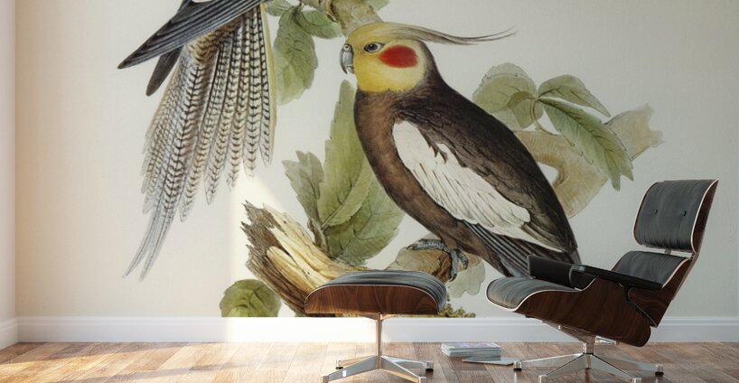 Cockatoo Parakeet Nymphicus Novae Hollandiae illustrated by Elizabeth Gould 1804–1841 for John Gould’s 1804-1881 Birds of Australia  Wall Murals