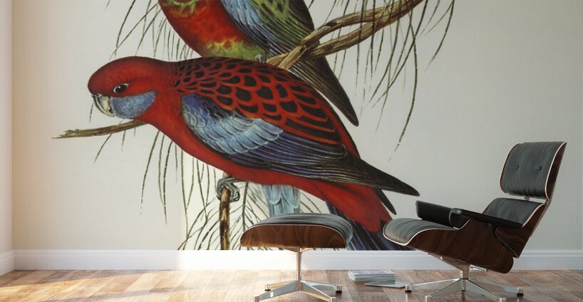 Pennants Parakeet Platycercus Pennantii illustrated by Elizabeth Gould 1804–1841 for John Gould’s 1804-1881 Birds of Australia  Wall Murals