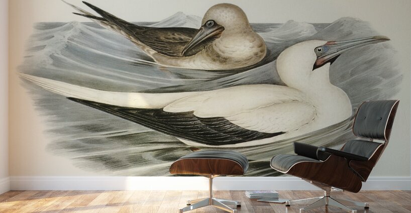 Red-legged Gannet Sula piscator illustrated by Elizabeth Gould 1804–1841 for John Gould’s 1804-1881 Birds of Australia  Wall Murals