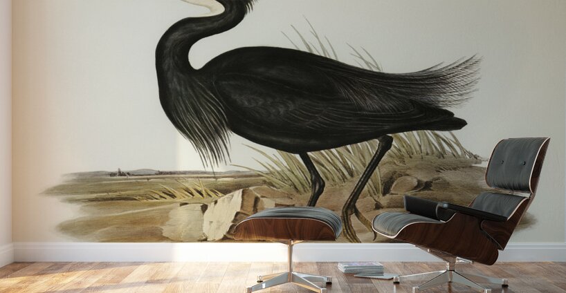 Sombre Egret Herodias pannosus illustrated by Elizabeth Gould 1804–1841 for John Gould’s 1804-1881 Birds of Australia  Wall Murals